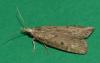 Aphomia sociella